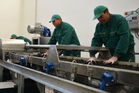 Број фирми опада, запослених расте