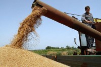 Подстицаји за пшеницу скачу на 300 КМ