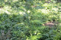 Pri hapšenju optuženom Joviću marihuana virila iz džepa