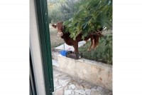 Neuhvatljivi Džeri: Treći dan ni traga ni glasa od odbjeglog bika