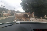 ”Pasatom” naletio na krdo krava, vozač povrijeđen