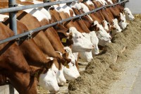 Фармерима гори под ногама, рјешење хитан извоз