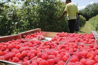 Домаће шљиве и малине прве стижу до стране трпезе