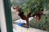 Gdje je nestao neustrašivi bik Džeri?