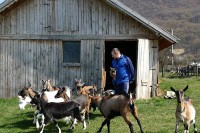 Већи подстицаји охрабрење за козаре