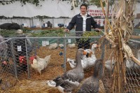 Тулуске гуске шампиони изложбe ситних животиња у Приједору
