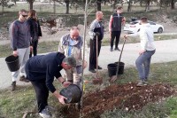 Млади засадили платане дуж шеталишта