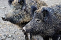 Krdo divljih svinja napalo muškarca u Srbiji, nanijele mu teške povrede