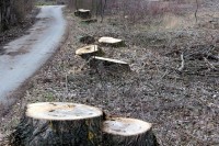 Штета због бесправне сјече 1,45 милиона КМ