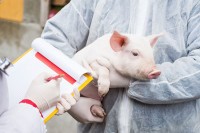 Srbija prekinula vakcinaciju svinja protiv klasične kuge, isti potez čekaju i farmeri u RS