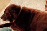 Pas pustio vjetar, reakcija mačke je sve: "Da nije snimljeno, ne bih vjerovao" VIDEO