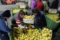 Пласман воћа у Русију не смије бити угрожен