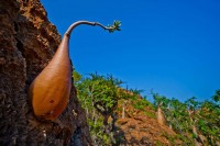 Sokotra – arhipelag na kojem rastu neobične biljke