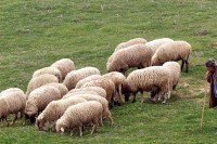 Psi lutalice upali na imanje kod Gradiške i poklali desetak ovaca