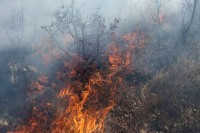 Bileća: Požar u rejonu sela Korita