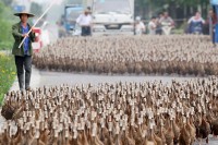 Peking šalje 100.000 pataka za borbu protiv skakavaca