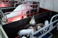 Перићева фарма свиња и даље послује добро