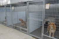 Осам паса угинуло у узгајалишту у Вукосављу