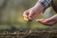 Безбрижнија сјетва уз редовне субвенције