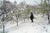 Снијег чува воћке од мраза