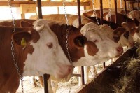 Производња млијека лани мања за 5,3 одсто