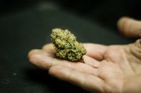 Kod jednog lica pronađena marihuana