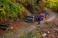 Identifikovan osumnjičeni za bespravnu sječu šume