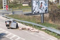 Kod Banjaluke se prevrnula  autoprikolica puna prasića