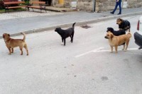 Otrovao 35 pasa u Jajcu