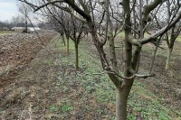 Заштитити воћке од сутрашњег мраза