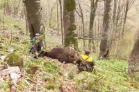 Медвјед је подлегао од посљедица рањавања и жртва је криволоваца који харају овим дијелом ловишта