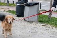 Dozvoljeno izvođenje kućnih ljubimaca tokom prvomajskih praznika u Srpskoj