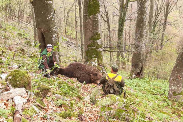 Медвјед је подлегао од посљедица рањавања и жртва је криволоваца који харају овим дијелом ловишта