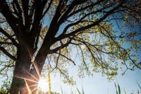 Данас сунчано и топло, према ноћи наоблачење