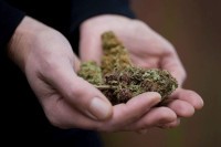 Zvornik: Kod žene iz Šekovića pronađena marihuana