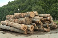 Sokolac: Oduzeti neobilježeni trupci i rezana građa