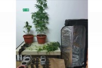 Otkrivena laboratorija za ugoj marihuane u Rogatici: Osumnjičeni imao 17 zasada droge