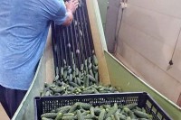 Почео откуп краставаца корнишона у Новом Граду