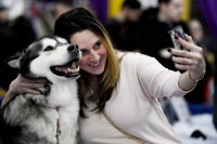 Kreću ogromne vrućine a imate polarnog psa: Evo kako da mu olakšate ljeto