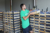 Шљива пропада у камионима због чекања на граници