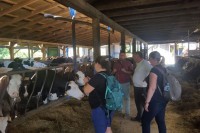 Сточари у Српској корак ближе извозу грла у ЕУ