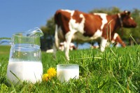 Соколачки мљекари опет остварили рекордну продају млијека