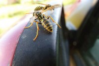U vožnji ga ubo stršljen, pa udario u parkirane automobile