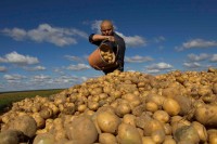За интервентни откуп поврћа два милиона КМ