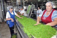 Филиповић: Спремни смо да прерадимо додатних 8.000 тона поврћа