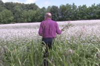 Илија Лазић из Бијељине узгаја све траженију житарицу: Хељда се одомаћила на семберској равници