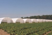 Повећане вриједности продаје и откупа производа пољопривреде, шумарства и рибарства