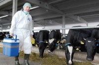 Нови Град: Испоручено 4.366.654 литре млијека