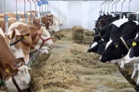 Исплаћено 2,5 милиона KM премије за млијеко