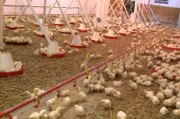 Кошарац: Заштитити домаћу производњу перади и смањити увоз